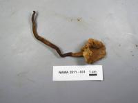 Media resource of Pseudofistulina radicata
