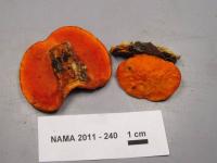 Media resource of Pycnoporus cinnabarinus
