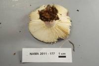 Russula subtilis image