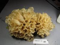 Media resource of Sparassis spathulata