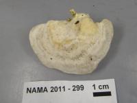 Media resource of Trametes elegans