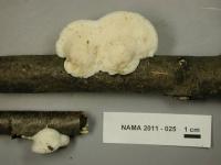Tyromyces chioneus image