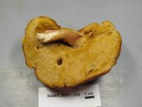 Xanthoconium affine image