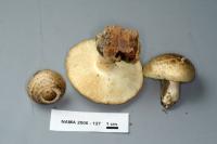 Floccularia fusca image