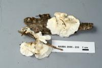 Media resource of Laxitextum bicolor
