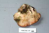 Sarcodontia spumea image