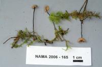 Xeromphalina cauticinalis image