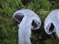 Cortinarius cyanites image