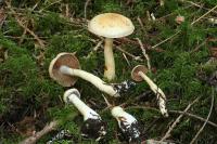 Media resource of Cortinarius delibutus
