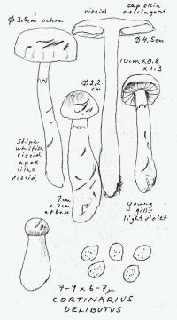 Cortinarius delibutus image