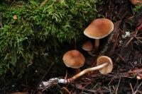 Media resource of Cortinarius duracinus