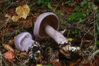 Cortinarius traganus image