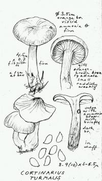 Cortinarius turmalis image