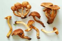 Cortinarius turmalis image
