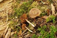 Media resource of Inocybe abjecta