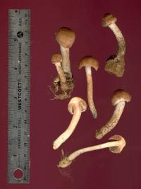 Media resource of Inocybe calamistrata