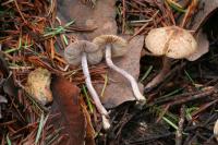 Media resource of Inocybe griseolilacina