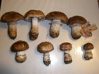 Media resource of Agaricus pattersonae