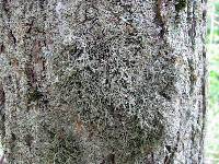 Anaptychia setifera image