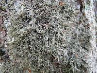 Anaptychia setifera image