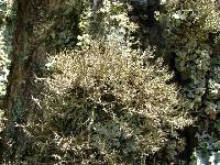Anaptychia setifera image