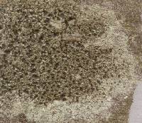 Amandinea endachroa image