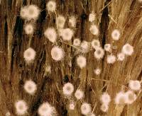 Arachnopeziza boudierii image