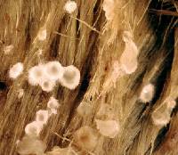 Arachnopeziza boudierii image