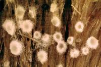 Arachnopeziza boudierii image