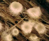 Arachnopeziza boudierii image