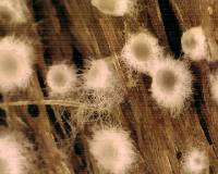 Arachnopeziza boudierii image