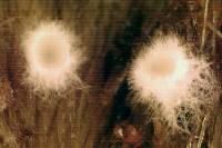 Arachnopeziza boudierii image