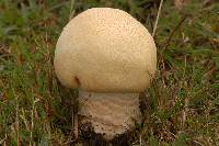 Media resource of Agaricus macrosporus