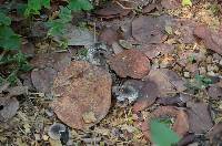Media resource of Agaricus endoxanthus