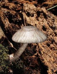 Media resource of Agaricus rotalis