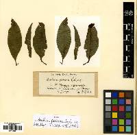 Aecidium belizensis image