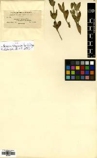 Aecidium belizensis image