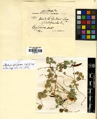 Aecidium belizensis image