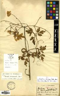 Aecidium belizensis image