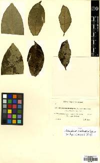 Media resource of Aithaloderma clavatisporum