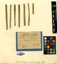 Media resource of Amastigosporium graminicola