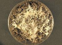 Media resource of Arthroderma gypseum