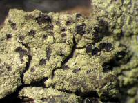 Media resource of Amandinea diorista
