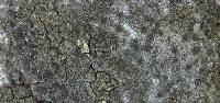 Media resource of Amandinea endachroa