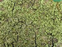 Media resource of Amandinea efflorescens