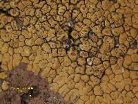 Media resource of Acarospora amabilis