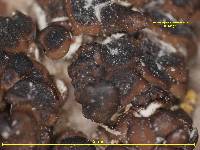 Media resource of Acarospora americana