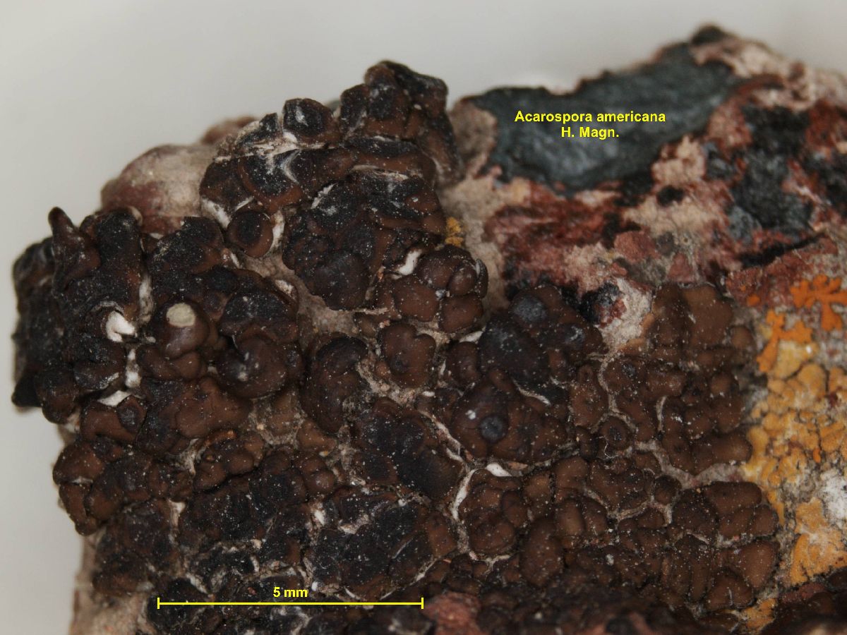 Acarospora americana image