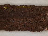 Media resource of Acarospora anomala