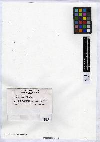 Media resource of Acarospora asperata